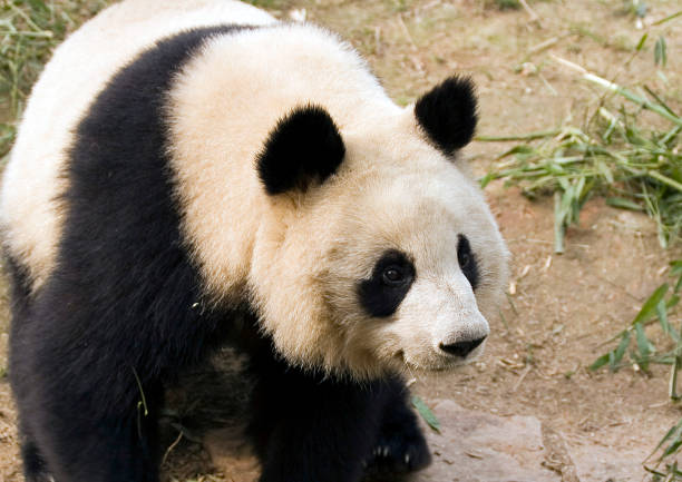 istock Giant panda, Sichuan province, China 1126955841