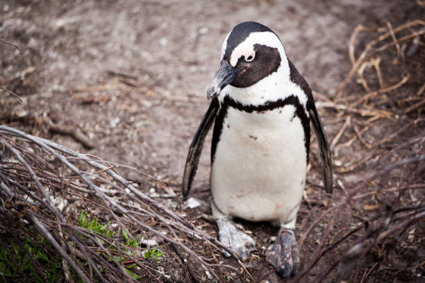 istock Cute little African penguin (Spheniscus demersus) 1126955885