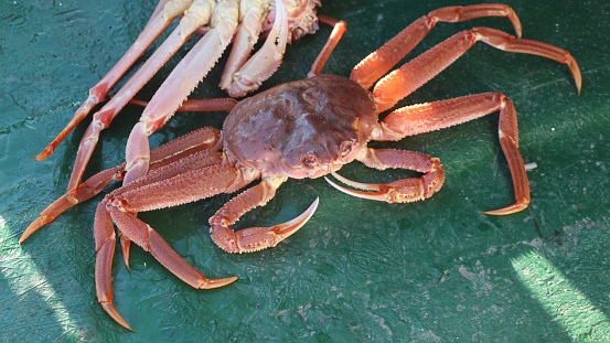 Snow crab (Chionoecetes opilio) on the deck of a tourist boat.