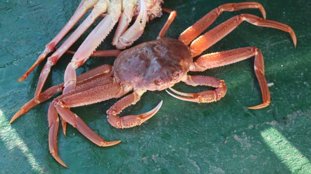 Snow crab (Chionoecetes opilio) on the deck of a tourist boat. It's a predominantly epifaunal crustacean native to shelf depths in the northwest Atlantic Ocean and north Pacific Ocean. snow crab photos stock pictures, royalty-free photos & images