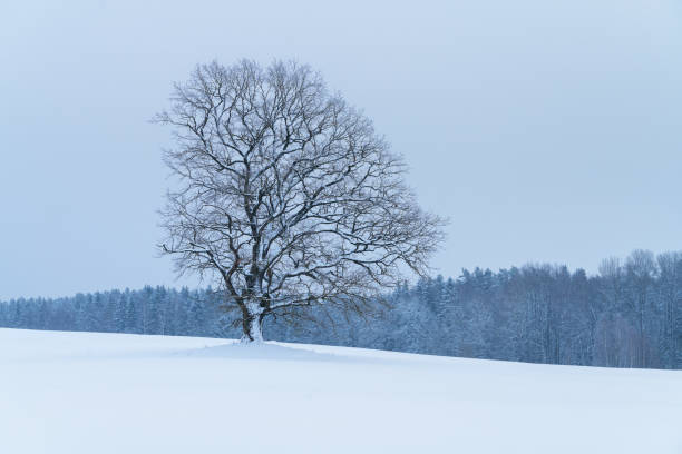 Wintery view of a lone oak in a snowy field