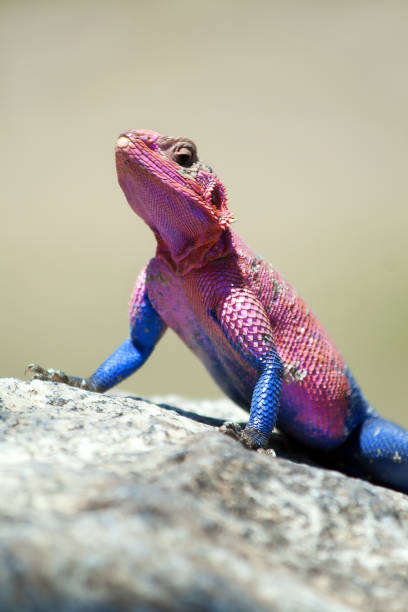 istock Mwanza flat-headed Rock Agama under the noon sun 1126957412