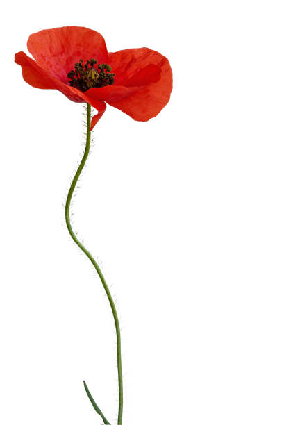 istock Poppy flowers with bud, isolated over white background 1126957496