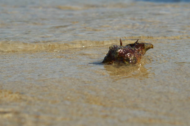 Little crab is walking on the seashore near the sea wave