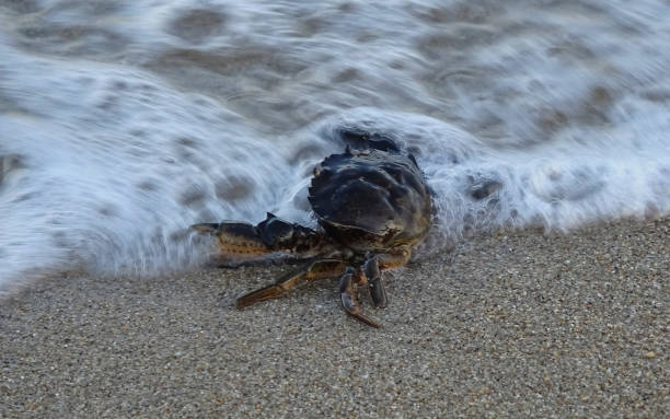 istock Little crab is walking on the seashore 1126957597