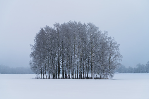 Birch grove in winter foggy day