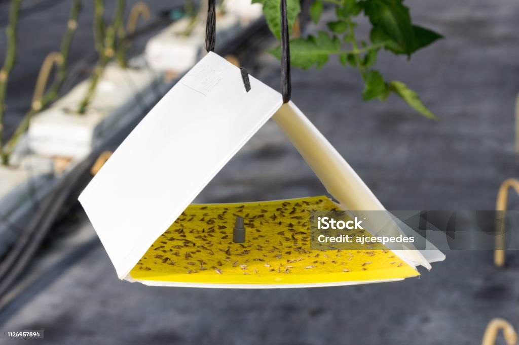 Pheromon-Falle mit gelben Haftplatte gegen Tuta absoluta - Lizenzfrei Falle Stock-Foto