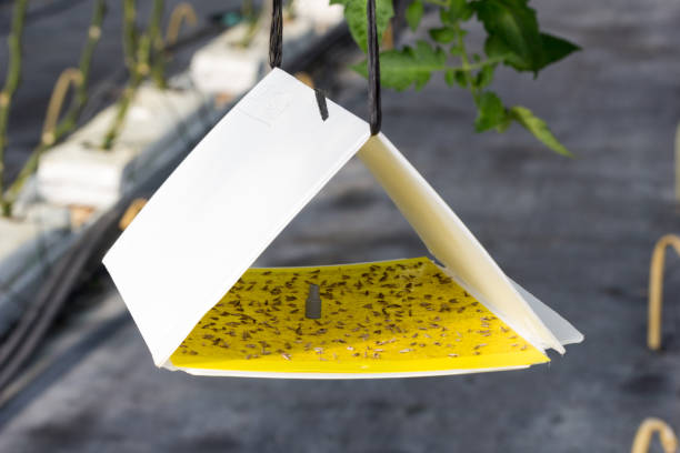 Pheromone trap with yellow adhesive plate against tuta absoluta Tuta absolute important plague that affects tomato cultivation. The pest damages, leaves and fruits and it can cause important economic losses moth photos stock pictures, royalty-free photos & images