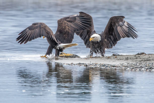 bald eagles scuffling over fish - haines imagens e fotografias de stock