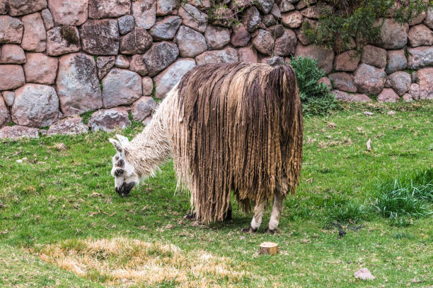 Portrait of an alpaca