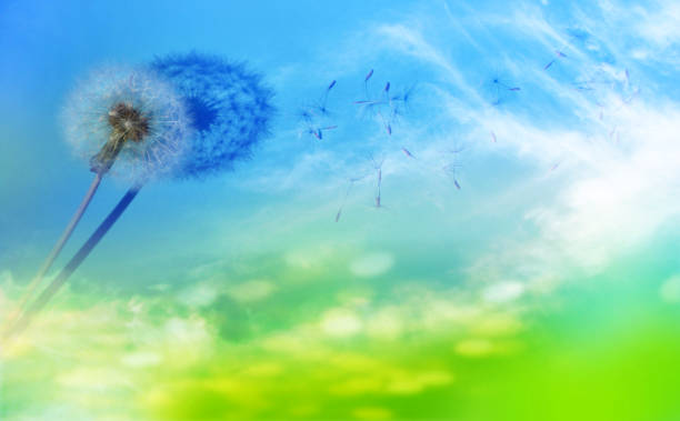 istock abstract dandelion on the sky background 1126960723