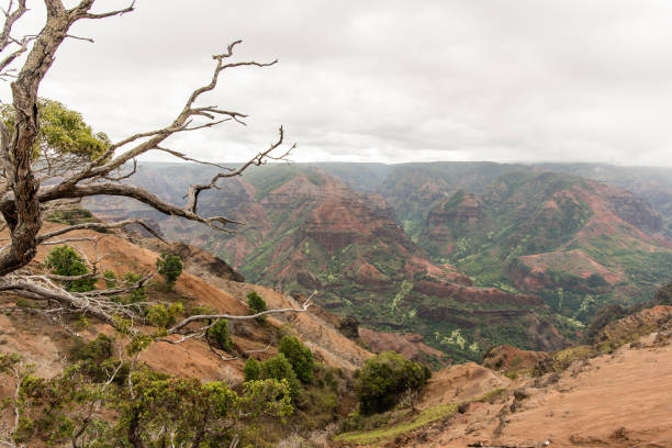 istock Waimea Valley in Kauai Hawaii 1126961087