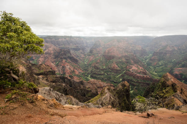 istock Waimea Valley in Kauai Hawaii 1126961113