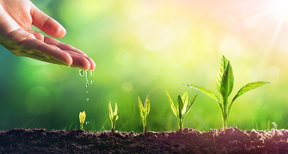 Riego las plantas jóvenes en el crecimiento de la mano photo