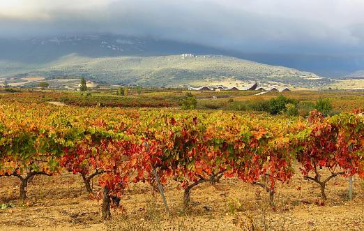 Autumn vineyards near LaGuardia, Alava, Spain