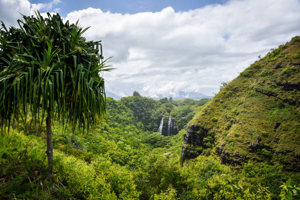 istock Kauai Hawaii Waterfalls and Lush Tropical Greenery 1126963149