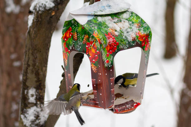 istock Titmouse and feeder in the winter park. Bird 1126963241