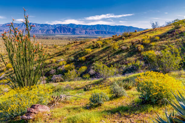 анза боррего государственный парк пустынные цветы - mountain view стоковые фото и изображения