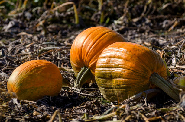 istock pumpkins ripe in the field 1126963946