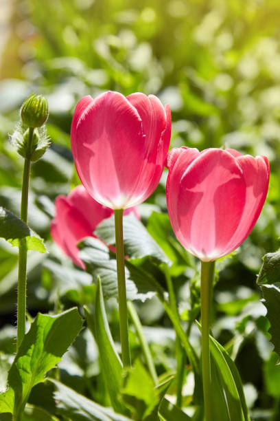 grupa kolorowych tulipanów oświetlonych światłem słonecznym. - vertical bright brightly lit vibrant color zdjęcia i obrazy z banku zdjęć