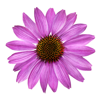 Healing Echinacea flower isolated against white background