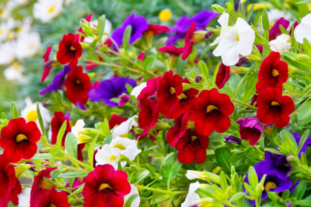 Various Petunia garden flowers close up