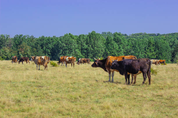 istock Group of cows eating grass on the meadow on blue sky 1126969031
