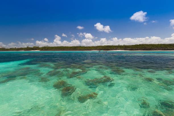 istock Zanzibar, landscape sea, snorkeling 1126969105