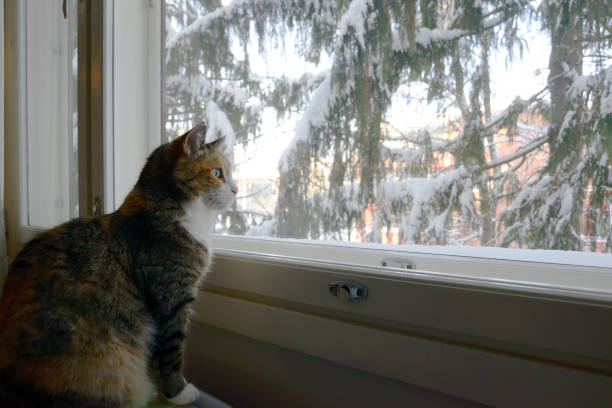istock tricolor cat sits by the window in winter 1126969504