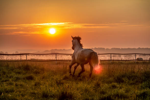 istock siwy shafts galloping at sunrise 1126970048