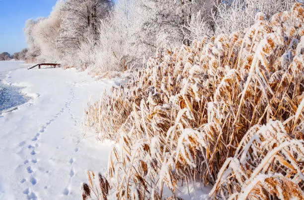 Winter landscape on a clear frosty day overlooking the banks of the Volga River. Frosty fog obscures the banks of the river.The tops of the trees are covered with hoarfrost.