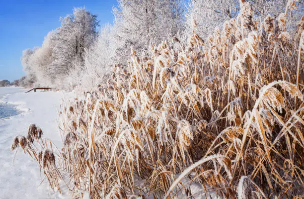 Winter landscape on a clear frosty day overlooking the banks of the Volga River. Frosty fog obscures the banks of the river.The tops of the trees are covered with hoarfrost.