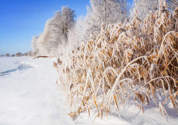 Winter landscape on a clear frosty day overlooking the banks of the Volga River. Frosty fog obscures the banks of the river.The tops of the trees are covered with hoarfrost.