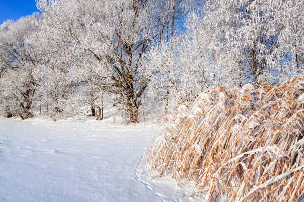 Winter landscape on a clear frosty day overlooking the banks of the Volga River. Frosty fog obscures the banks of the river.The tops of the trees are covered with hoarfrost.