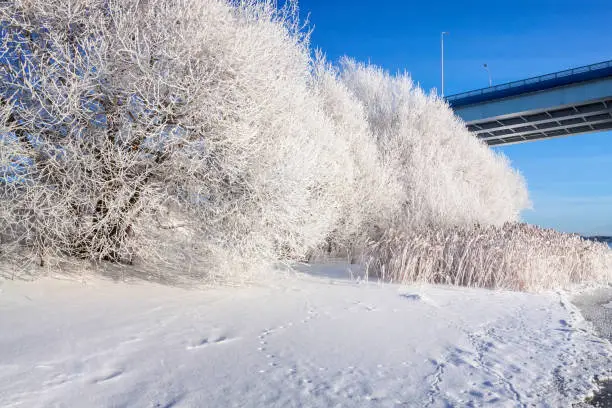 Winter landscape in the early morning overlooking the city of Dubna and the bridge over the Volga. Frosty fog obscures the banks of the river. The tops of the trees are covered with hoarfrost.