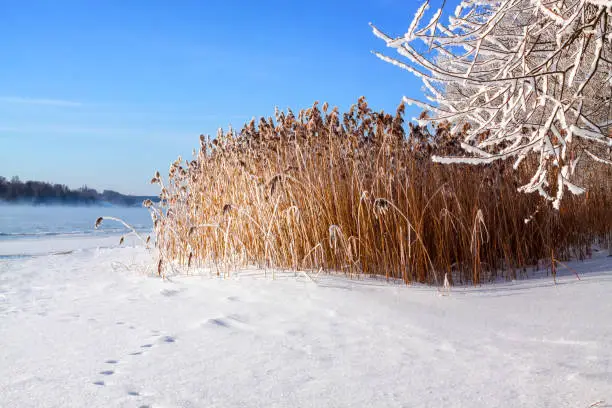 Winter landscape on a clear frosty day overlooking the banks of the Volga River. Frosty fog obscures the banks of the river.The tops of the trees are covered with hoarfrost.