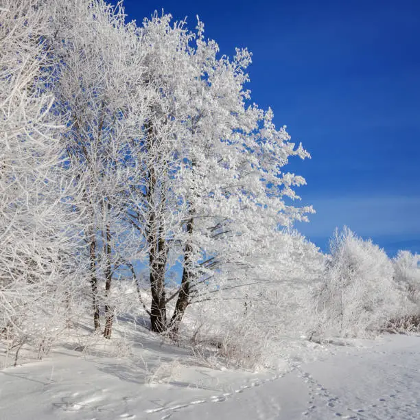 Winter landscape on a clear frosty day overlooking the banks of the Volga River. Frosty fog obscures the banks of the river.The tops of the trees are covered with hoarfrost.