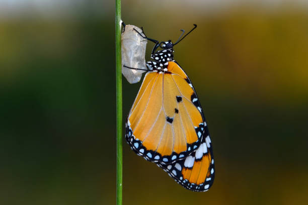istock Amazing moment ,Monarch butterfly emerging from its chrysalis 1126970635