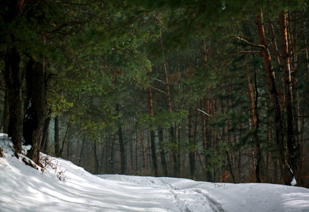istock Winter landscape coniferous pine forest road path in woods green trees 1126970687