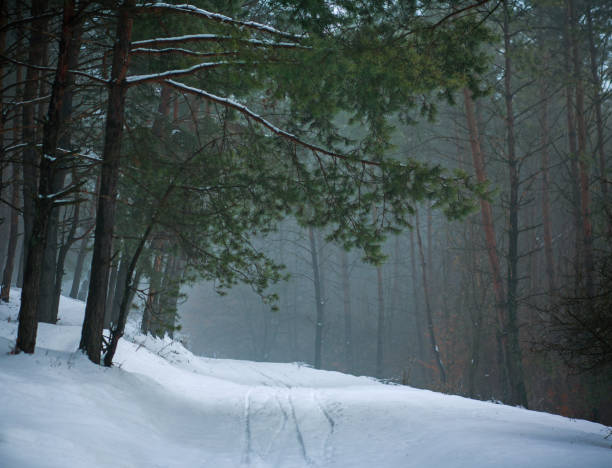 istock Winter landscape coniferous pine forest road path in woods green trees 1126970689