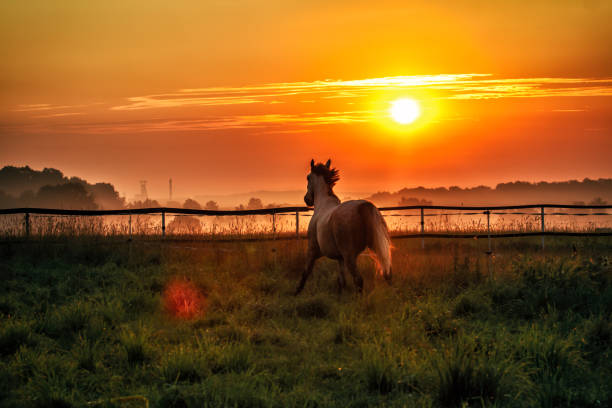 istock siwy shafts galloping at sunrise 1126971389