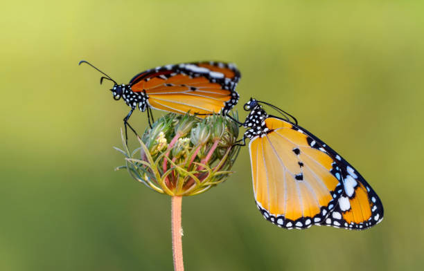 istock Closeup   beautiful butterflies sitting on flower 1126972430