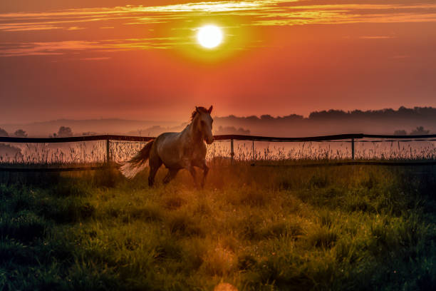 istock siwy shafts galloping at sunrise 1126972637