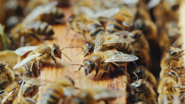 The bees are working inside the hive. Useful food and traditional medicine stock photo