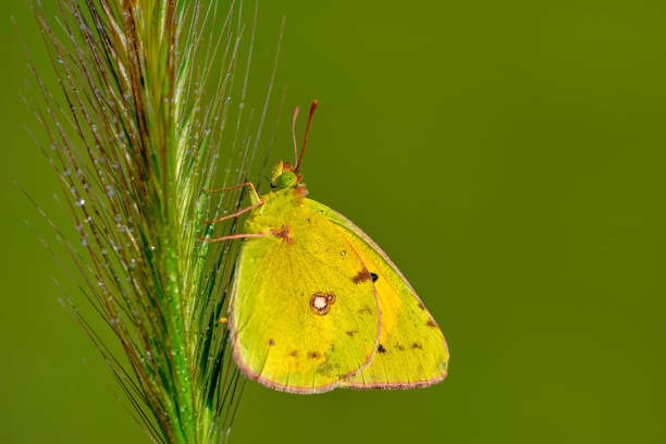 istock Beautiful butterfly sitting on flower 1126972818