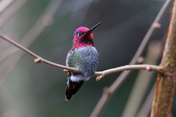 istock Male Annas Hummingbird 1126972960