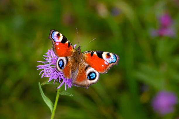 istock Butterfly aglais io with large spots on the wings sits on a cornflower meadow 1126974698