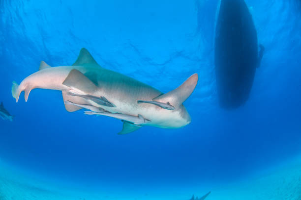istock Nurse shark at the Bahamas 1126975393