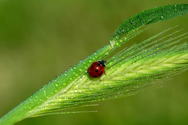 istock Beautiful laybug sitting on flower in a summer garden 1126975424