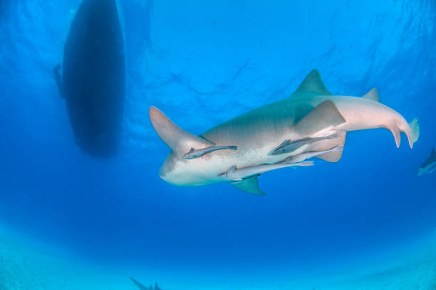 istock Nurse shark at the Bahamas 1126975818